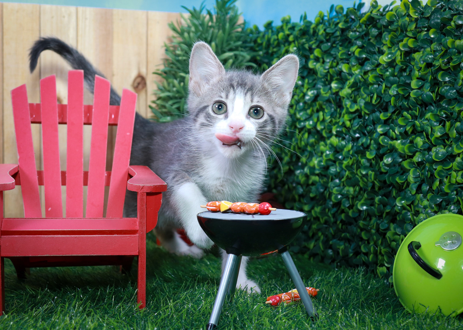 Petunia (F-DSH-Grey/Tabby/White)