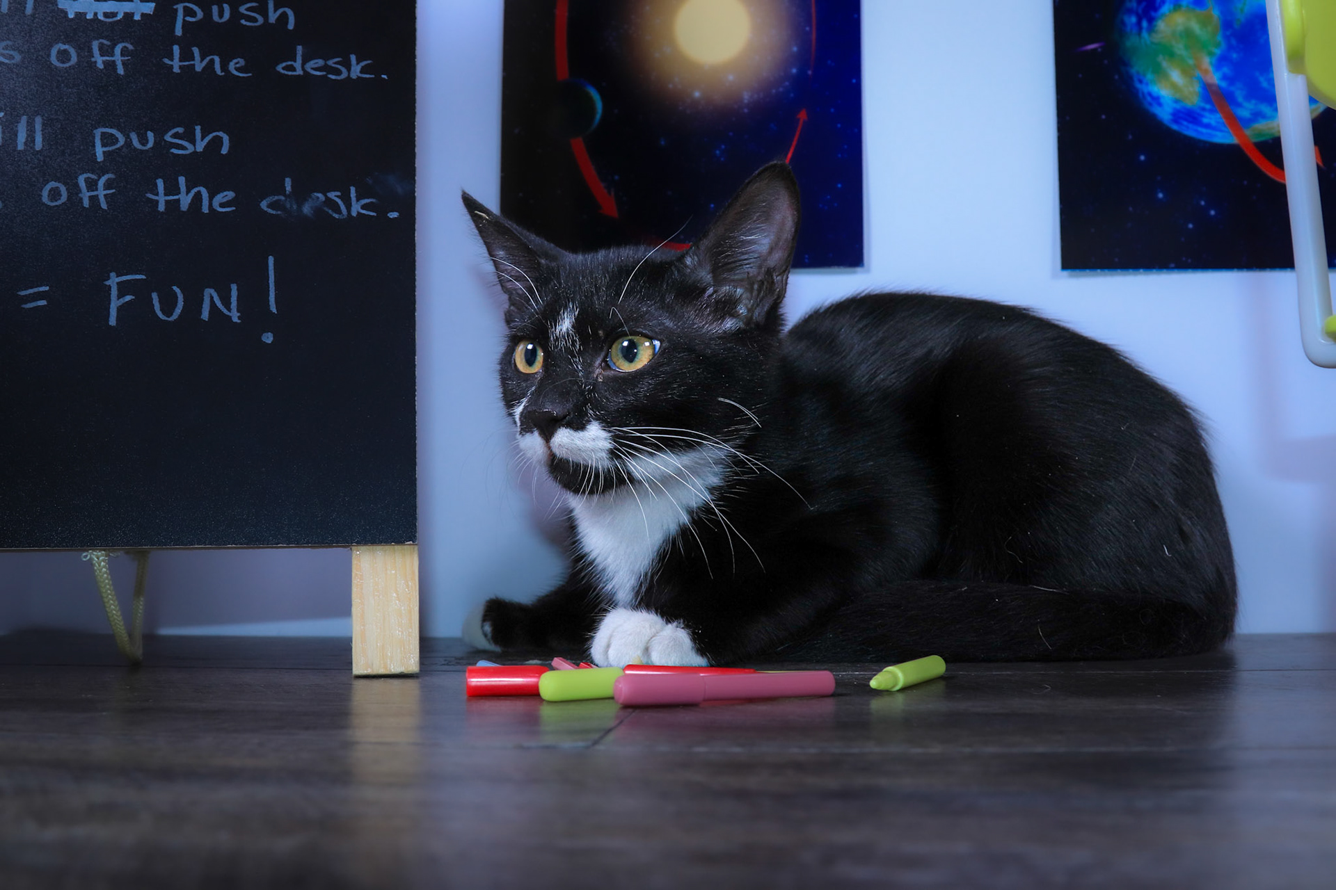 Mittens (M-DSH-Black/White/Tuxie)