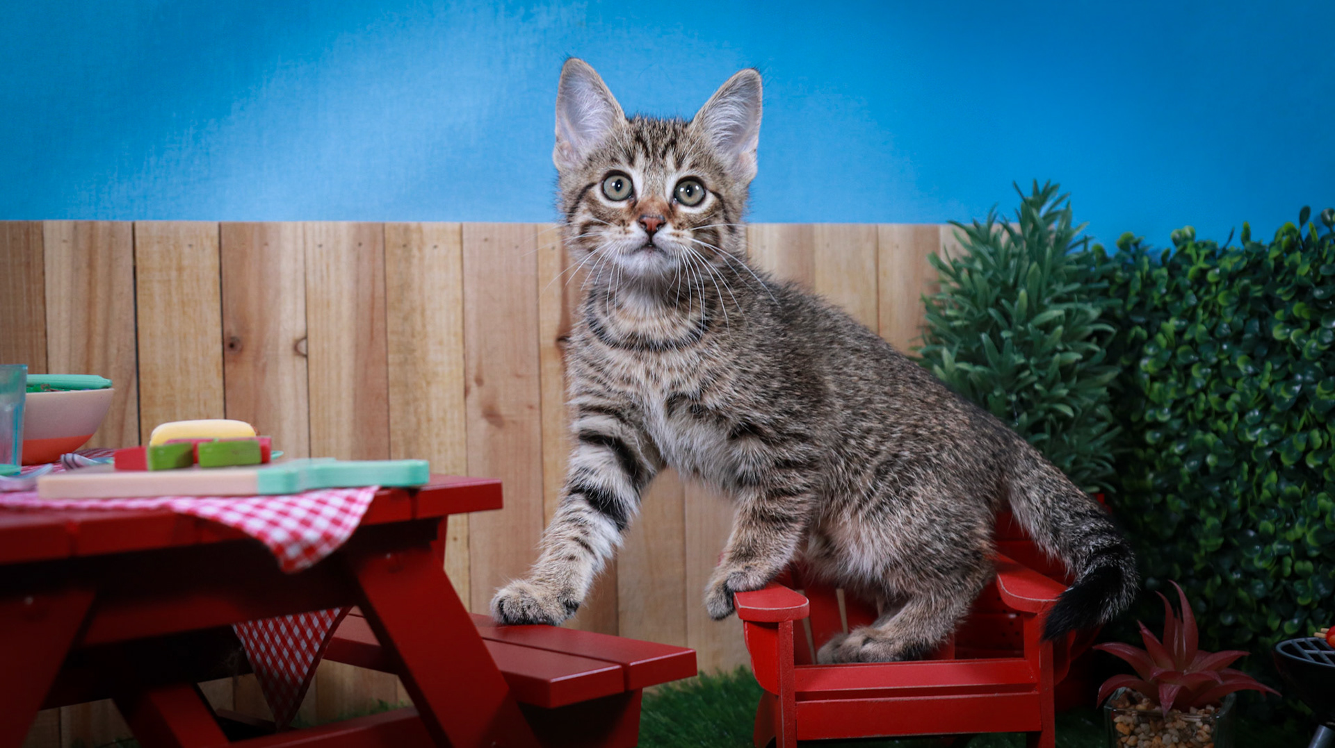 Bosky (M-DSH-Brown/Tabby)
