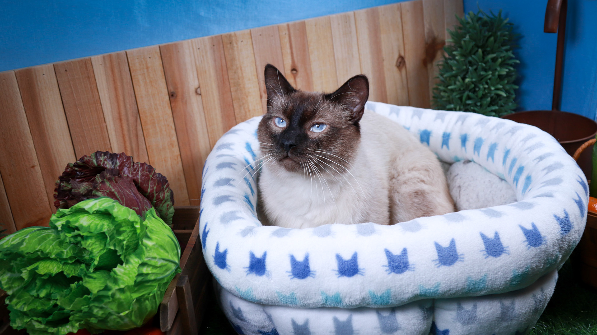 Amir (M-DSH-Siamese)