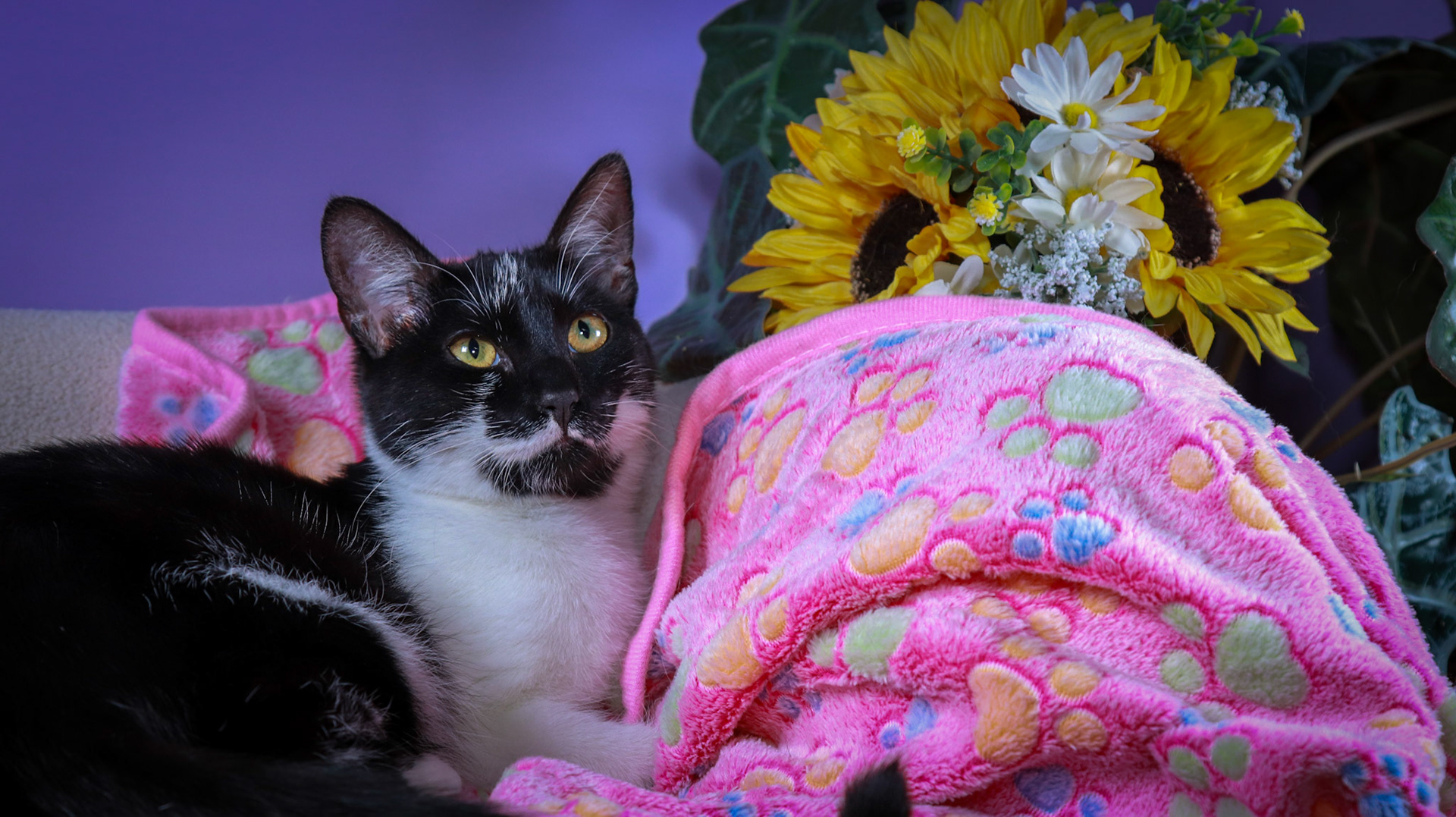 Jujubee (F-DSH-Black/White)