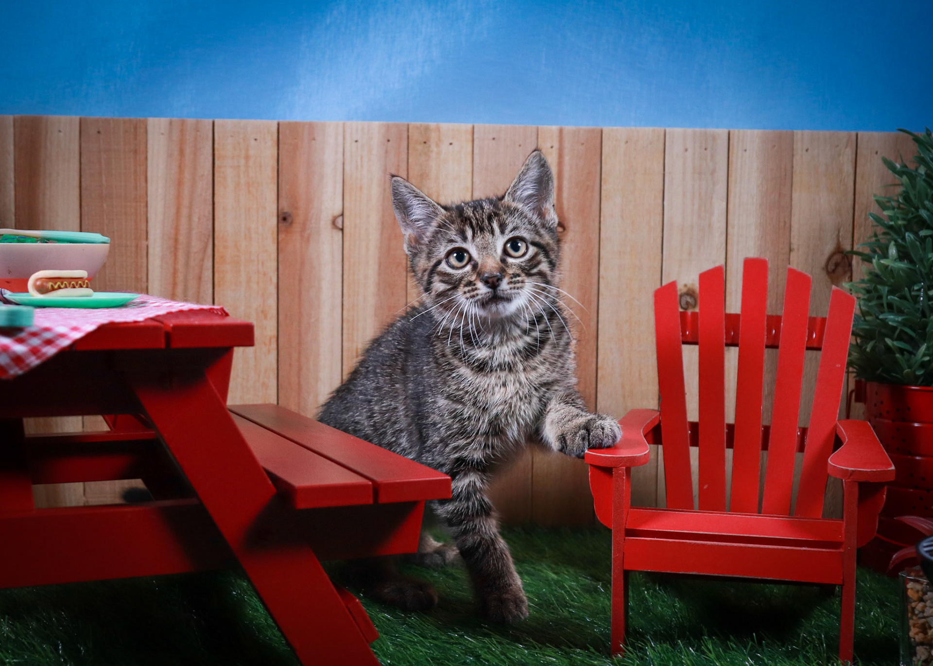 Timber (M-DSH-Brown/Tabby)