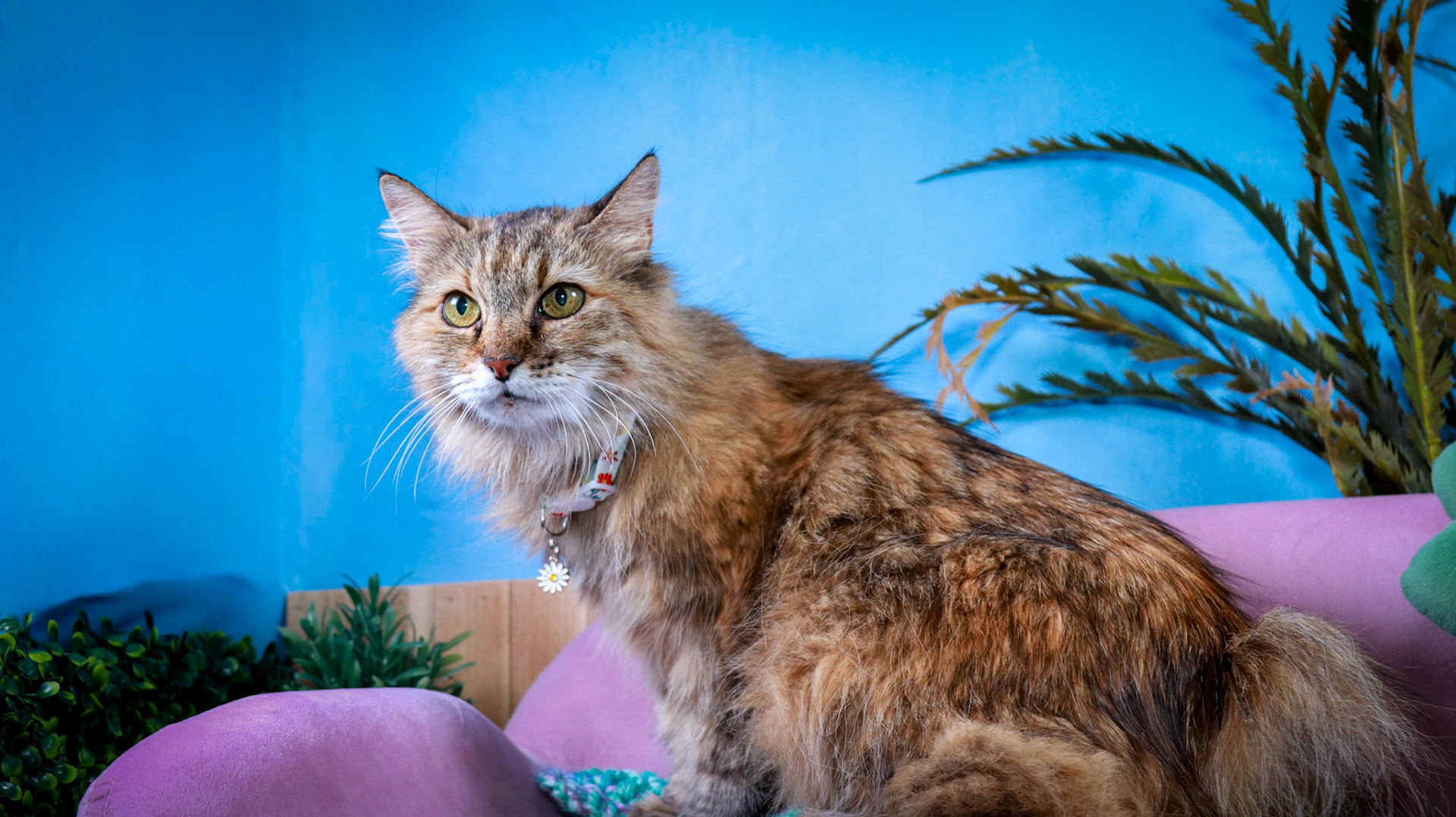 Anda (F-DLH-Brown/Tabby/Manx)
