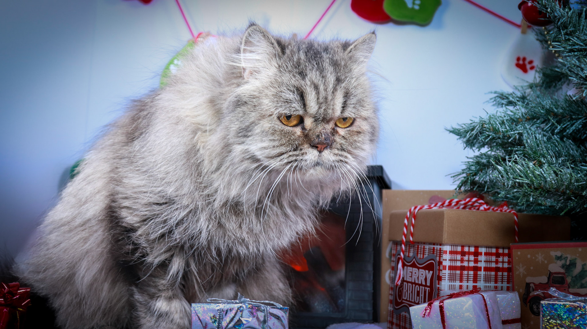 Petunia (F-DLH-Persian)