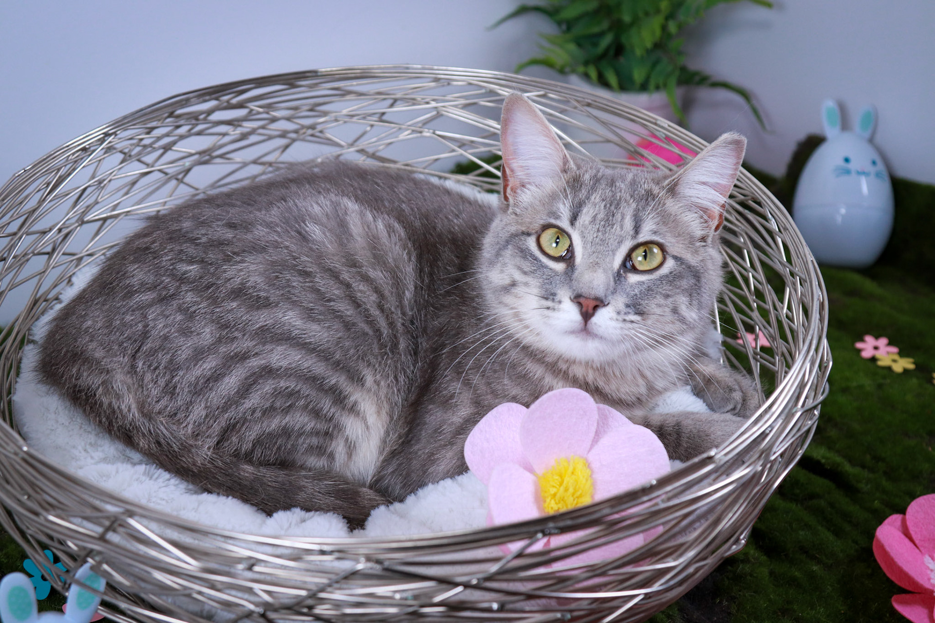 Bunny (F-DSH-Gray Tabby)