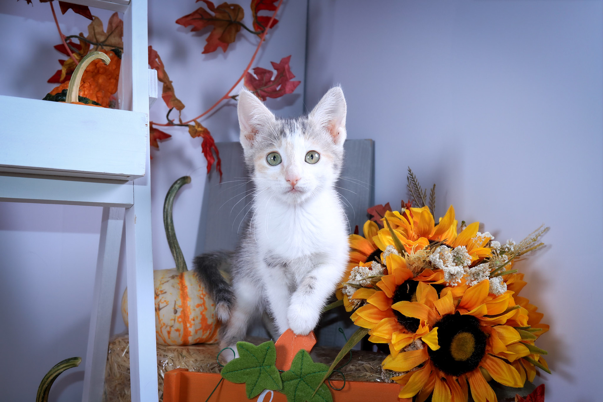 Peaches (F-DSH-Dilute Calico)