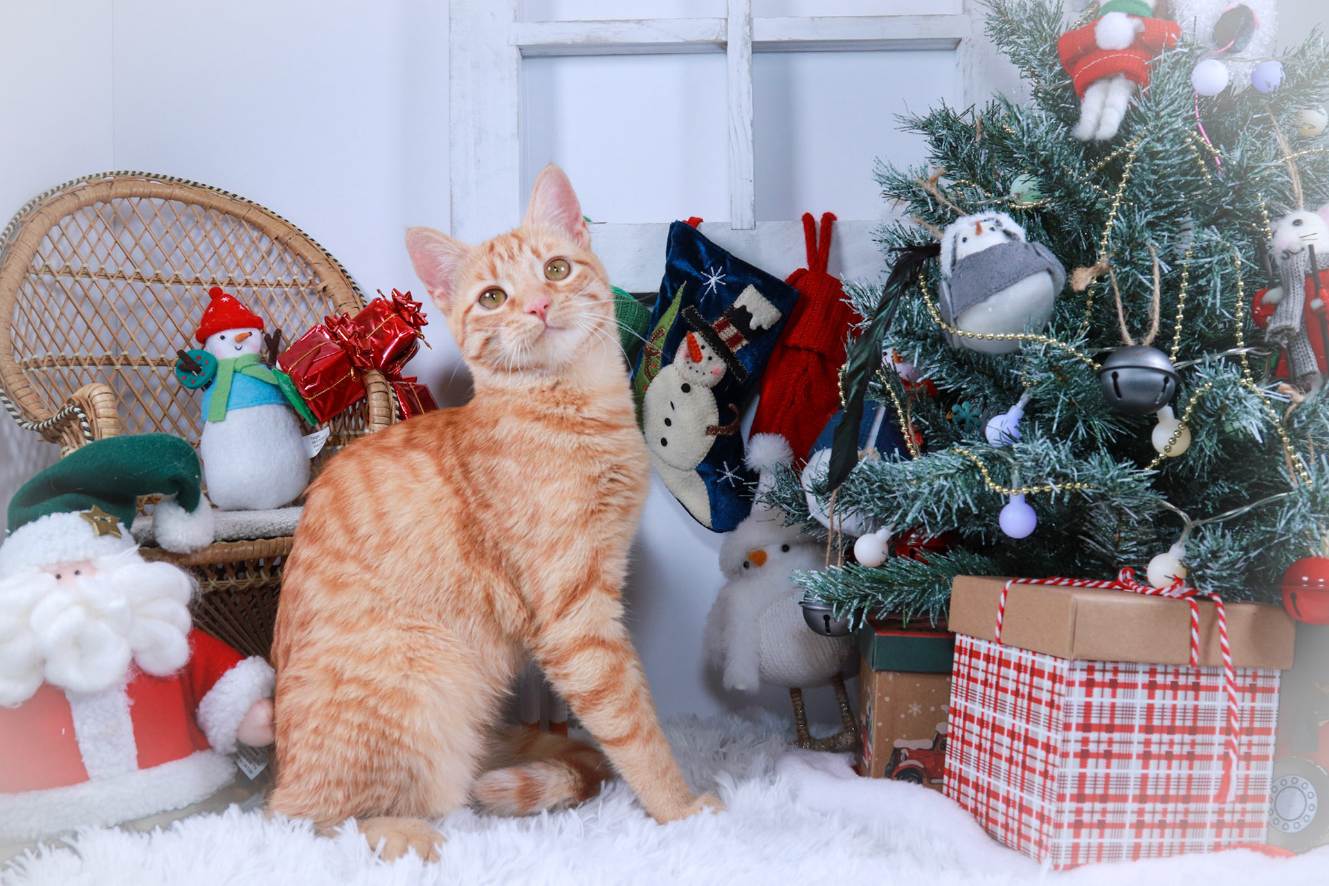 Barbie (F-DSH-Ginger)