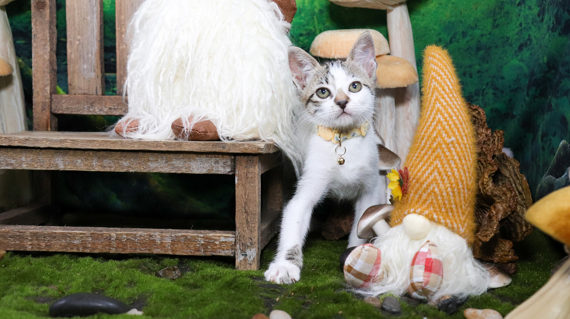 Clover (F-DSH-Tabby/White)