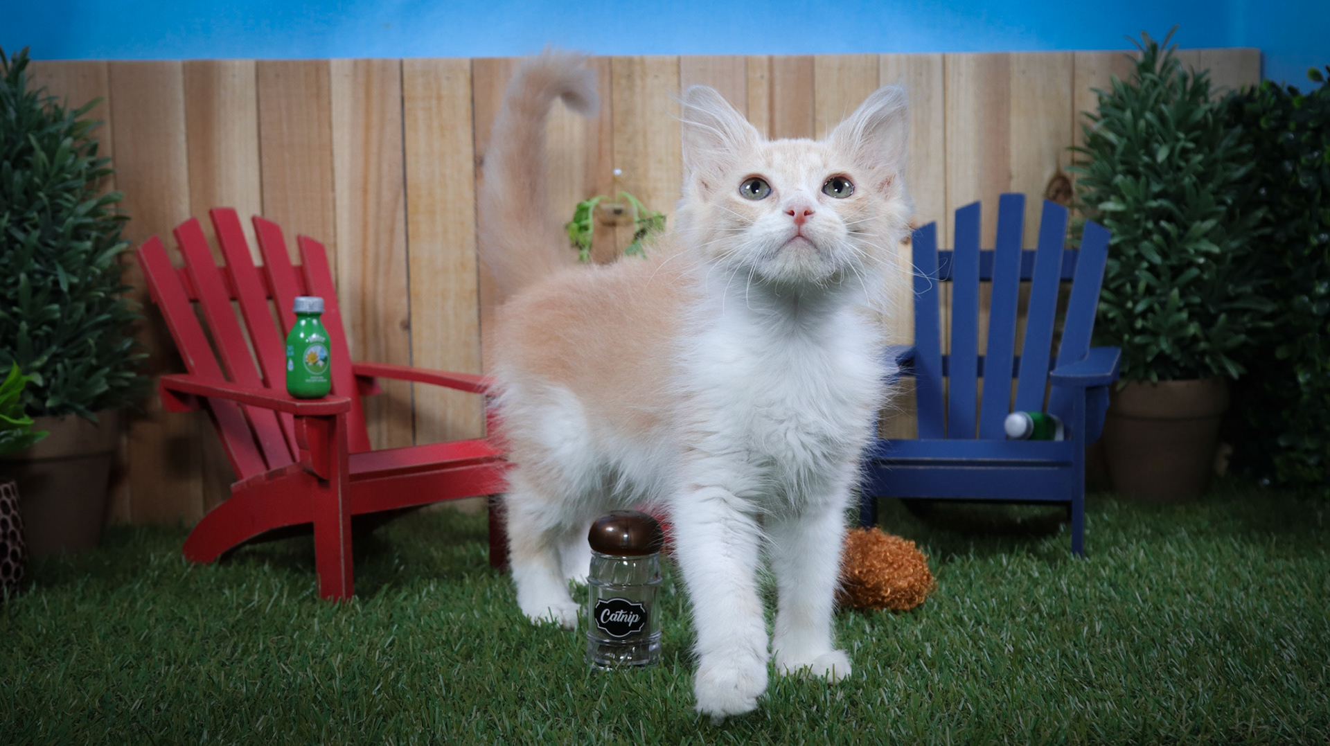 Frannie (F-DMH-Ginger/White)