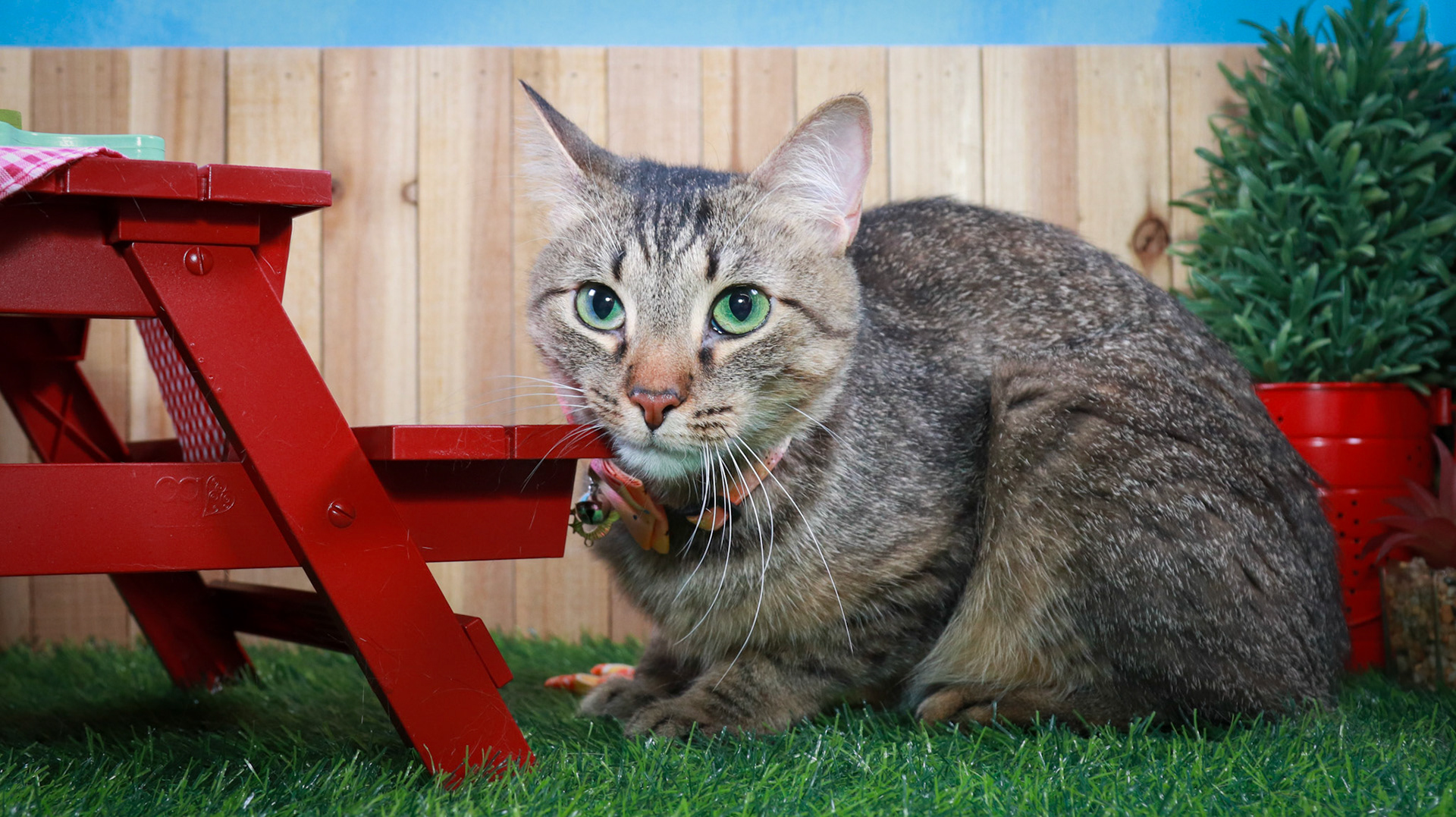 Bella (F-DSH-Tabby/Manx)