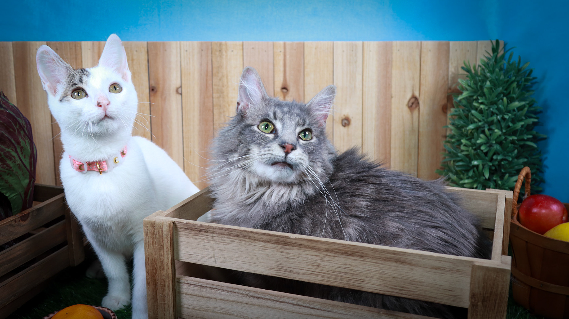 Rini (F-DSH-Tabby/White), Elven (M-DLH-Gray/Tabby)