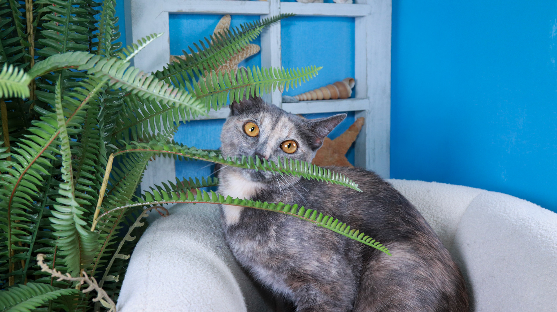 Willow (F-DSH-Dilute Calico)