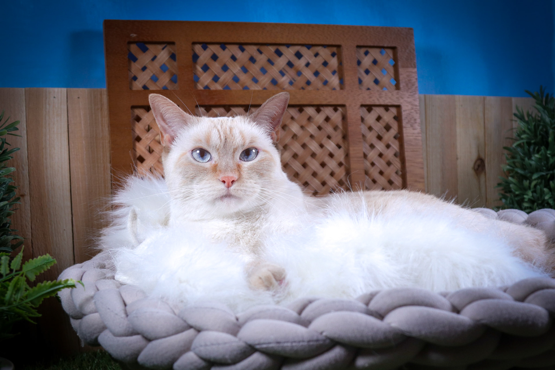 Bossy Boots (F-DSH-Flame Point Siamese)