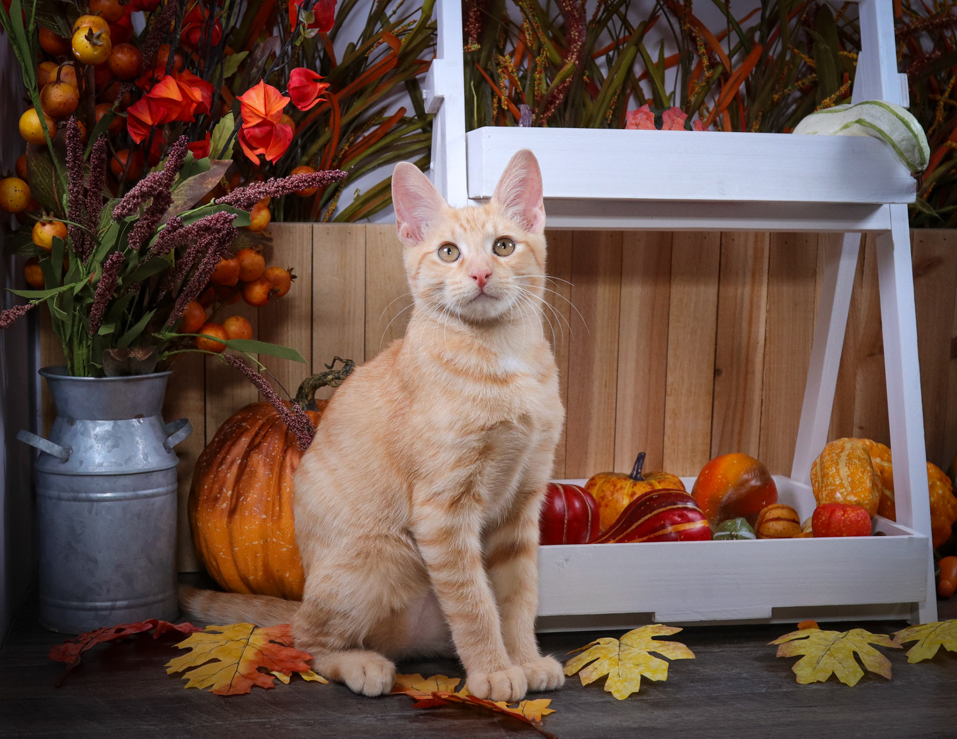 Rusty (M-DSH-Orange/White)