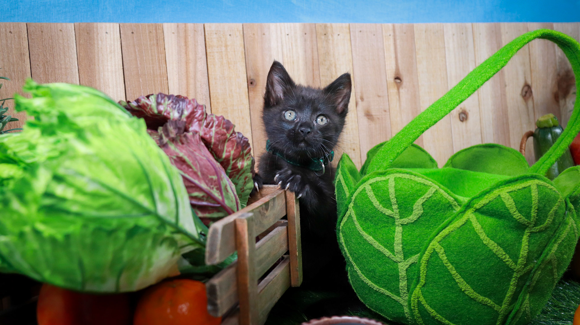 Clover (F-DSH-Black)