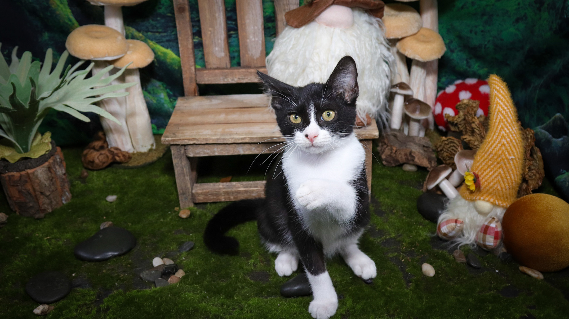 Gus (M-DSH-Black/White/Tuxie)