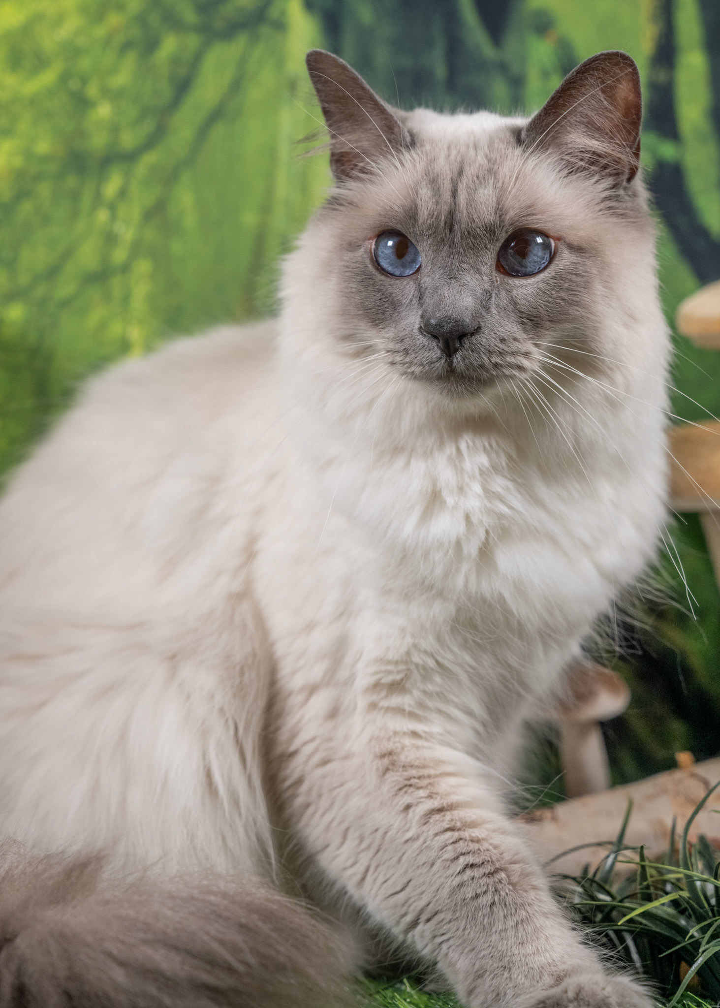 Luey (M-DLH-Blue Point Balinese)
