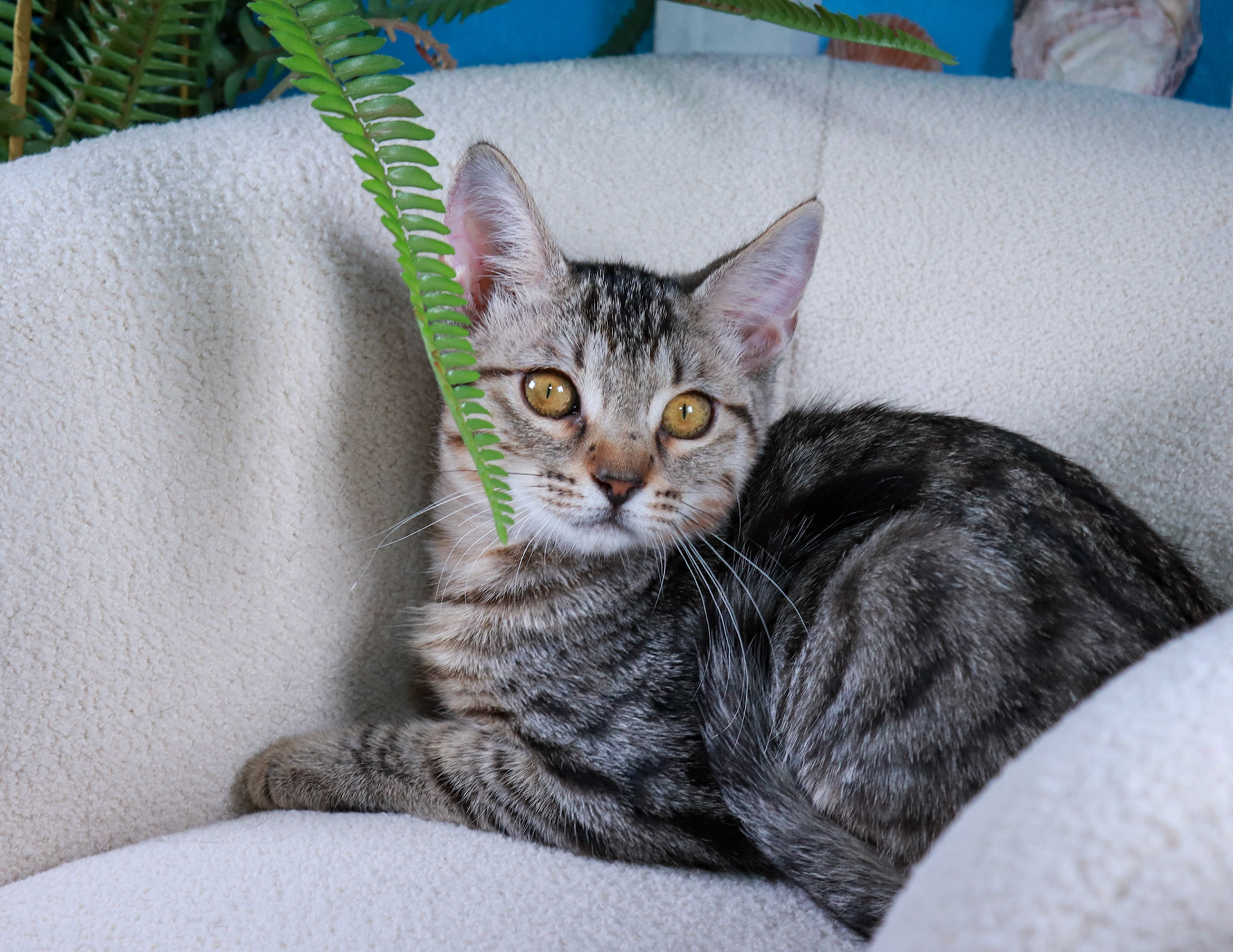 Chloe (F-DSH-Tabby)