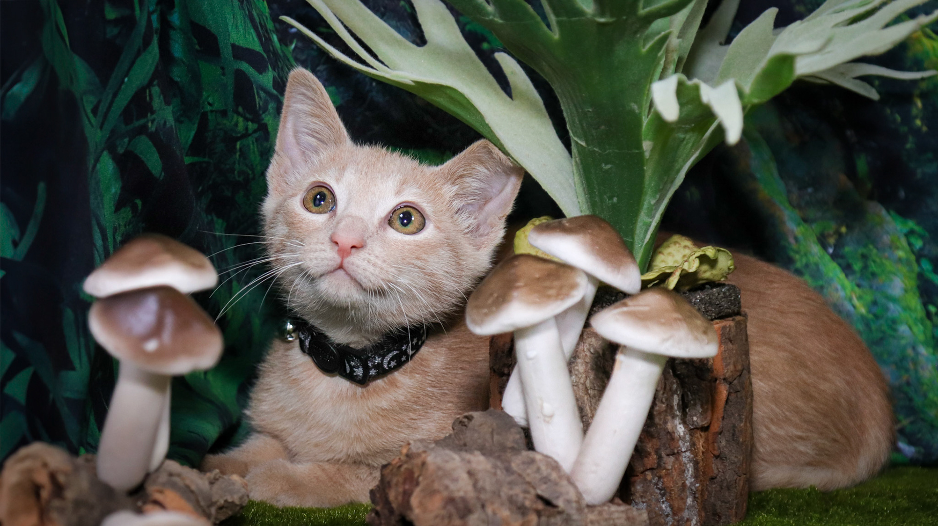 Calcifer (M-DSH-Ginger)