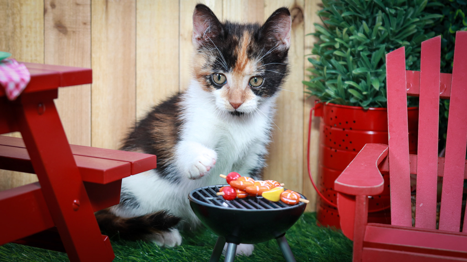 Calypso (F-DSH-Calico)