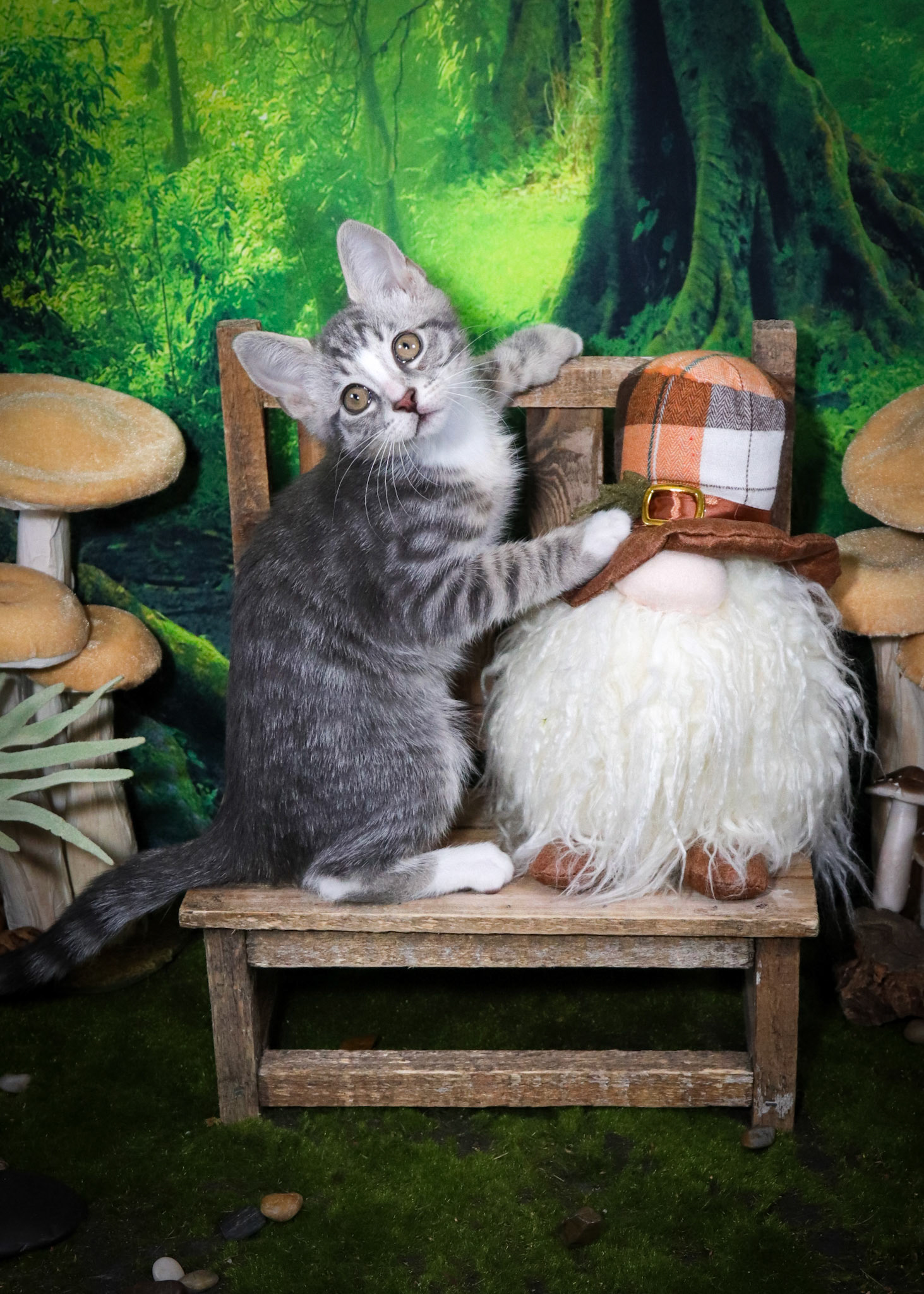 Inigo Montoya (M-DSH-Tabby/White/Tuxie)