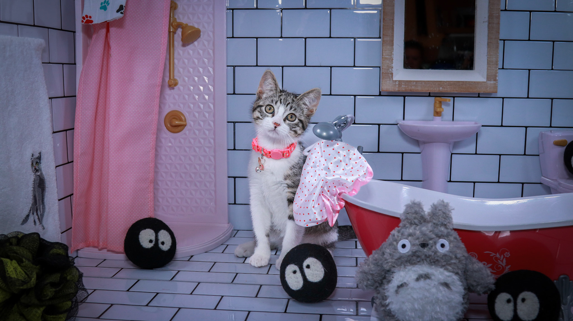 Mei (F-DSH-Tabby/White)