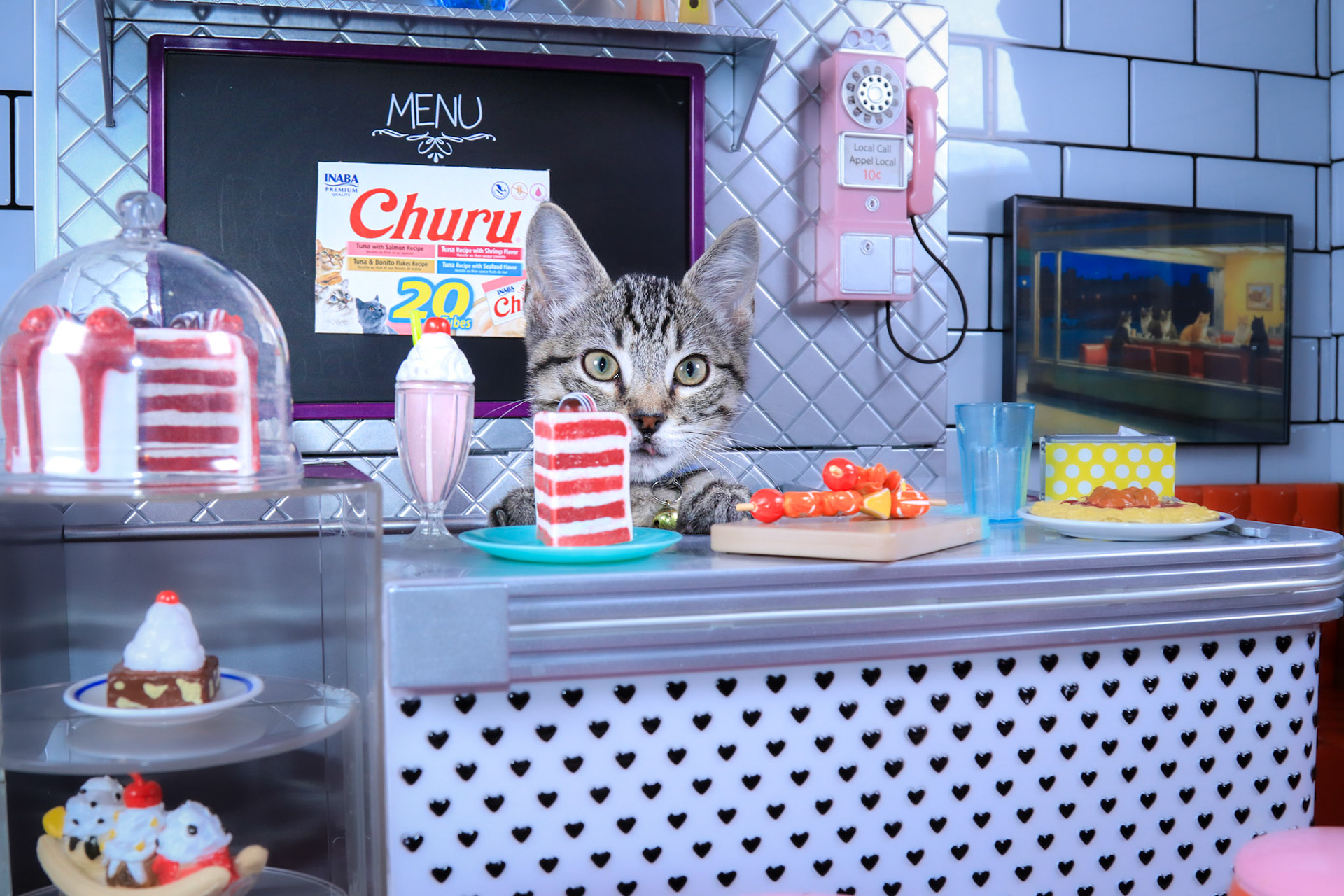 Felix (F-DSH-Tabby)