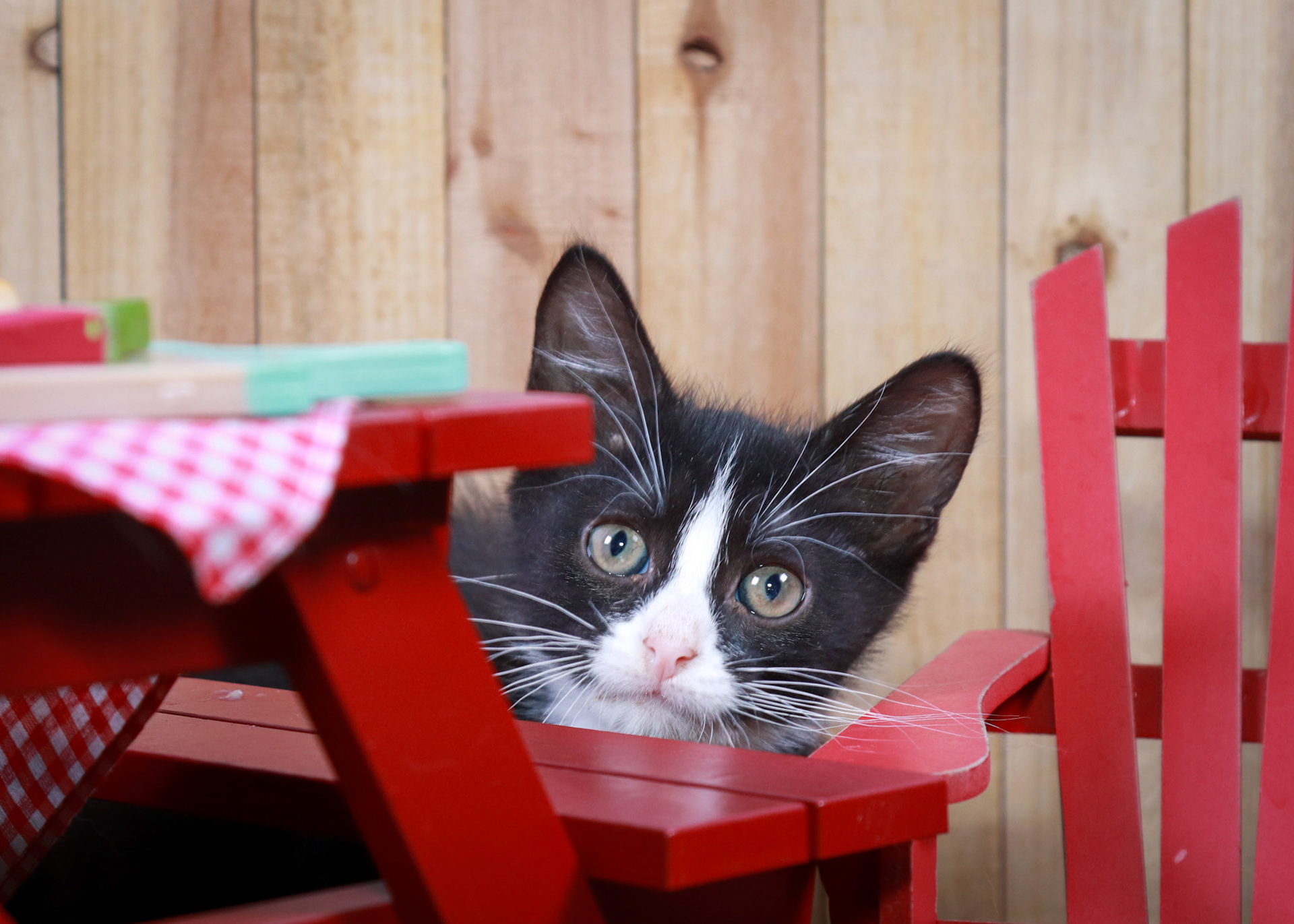 Felix (M-DMH-Black/White/Tuxie)