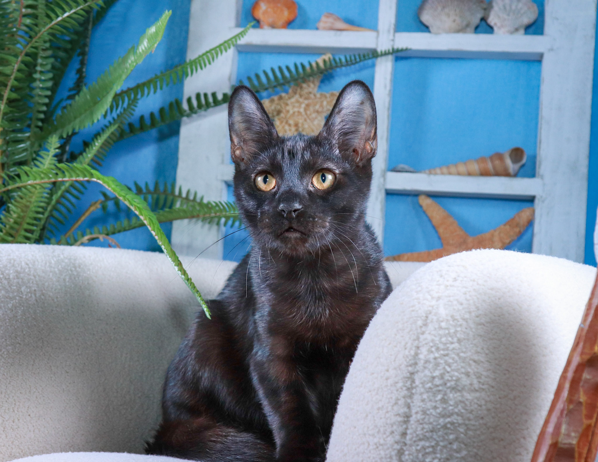 Umbra (M-DSH-Black)