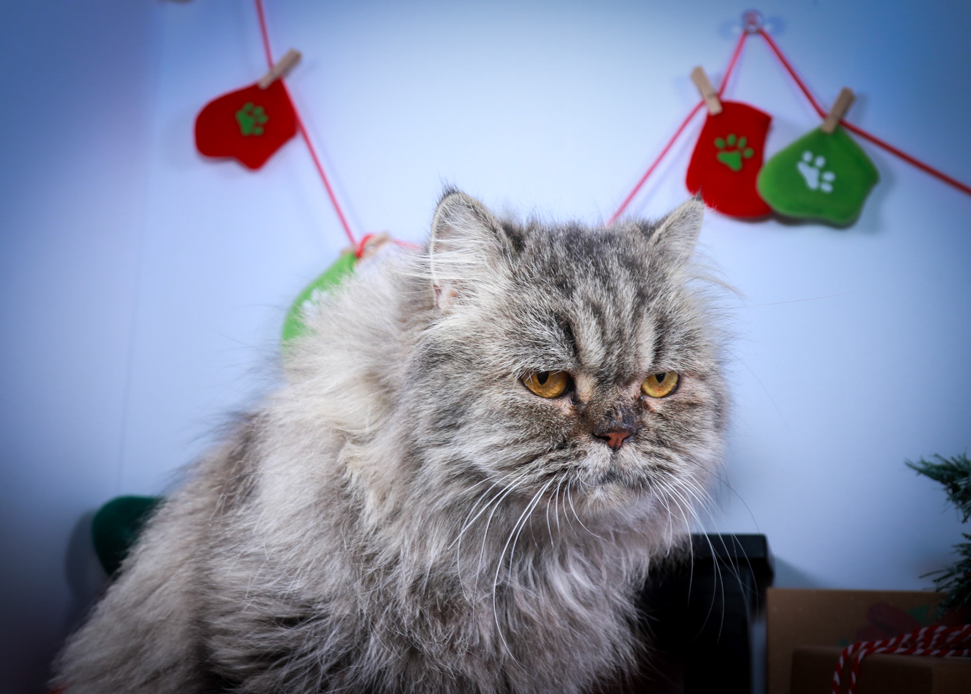 Petunia (F-DLH-Persian)