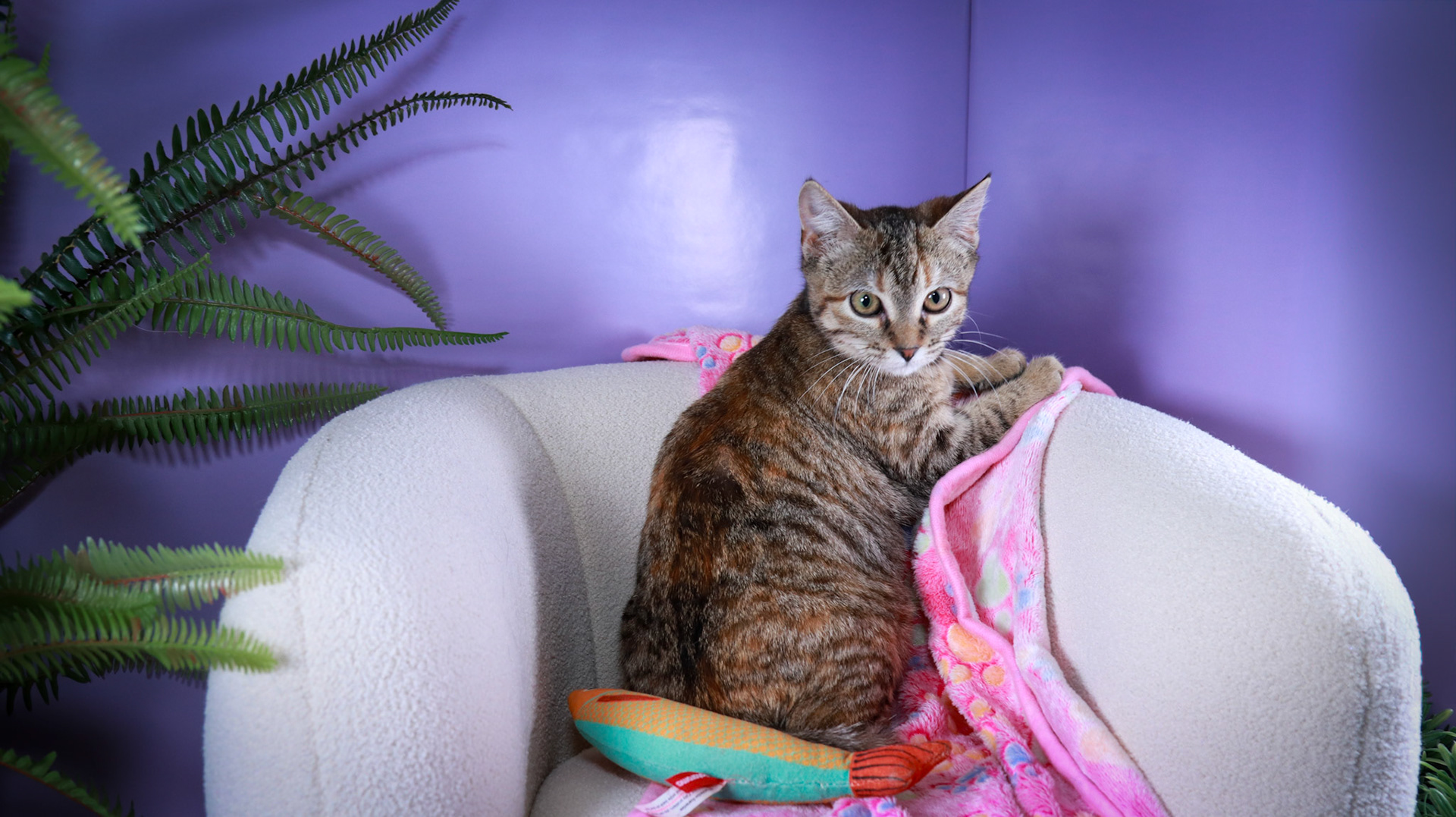Poppy (F-DSH-Torbie)