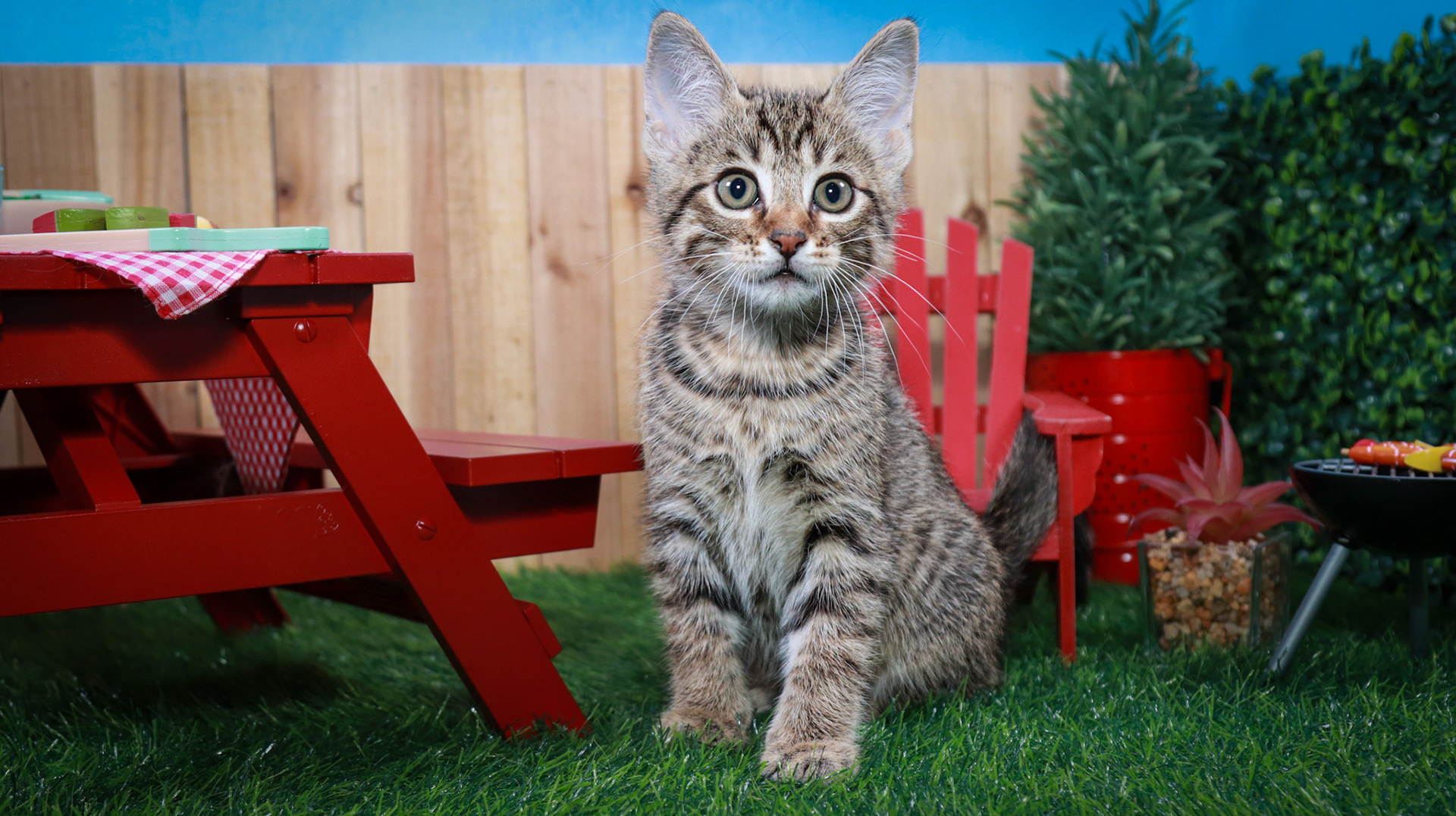 Bosky (M-DSH-Brown/Tabby)