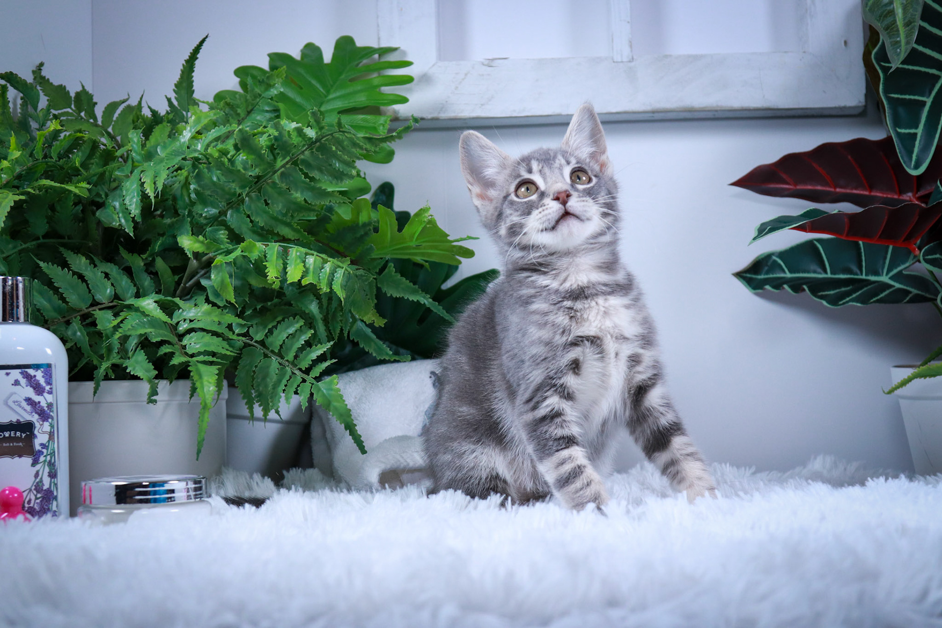 Tobey (M-DSH-Gray/Tabby)