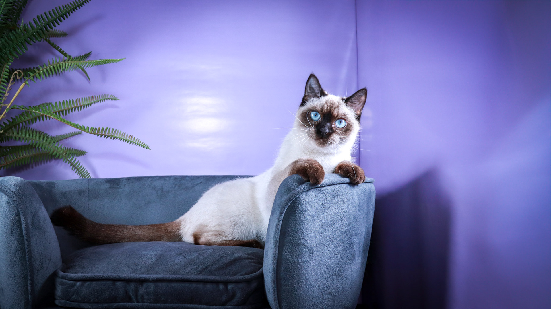 Meci (F-DSH-Seal Point Siamese)