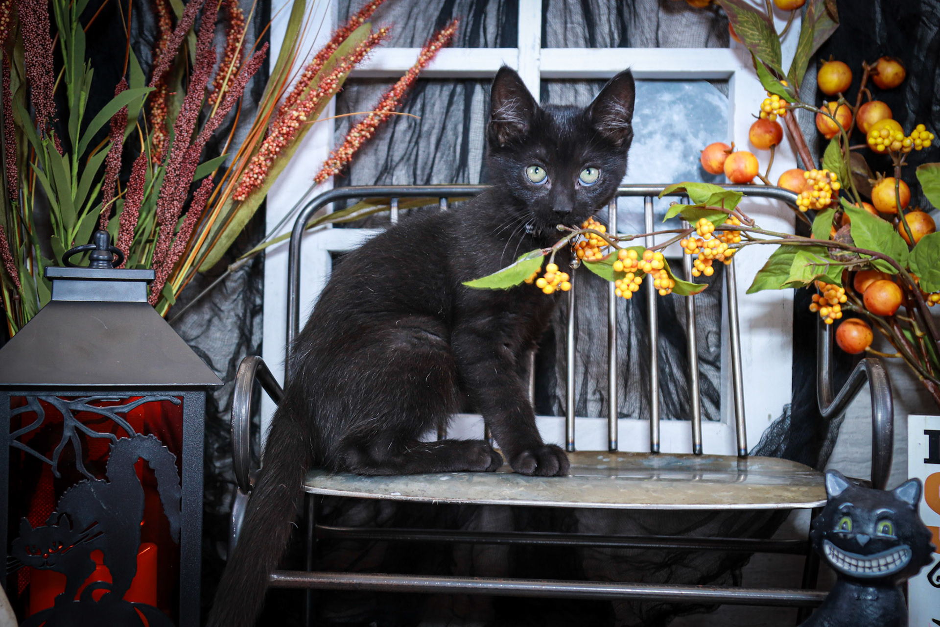 Gus Gus (M-DMH-Black)