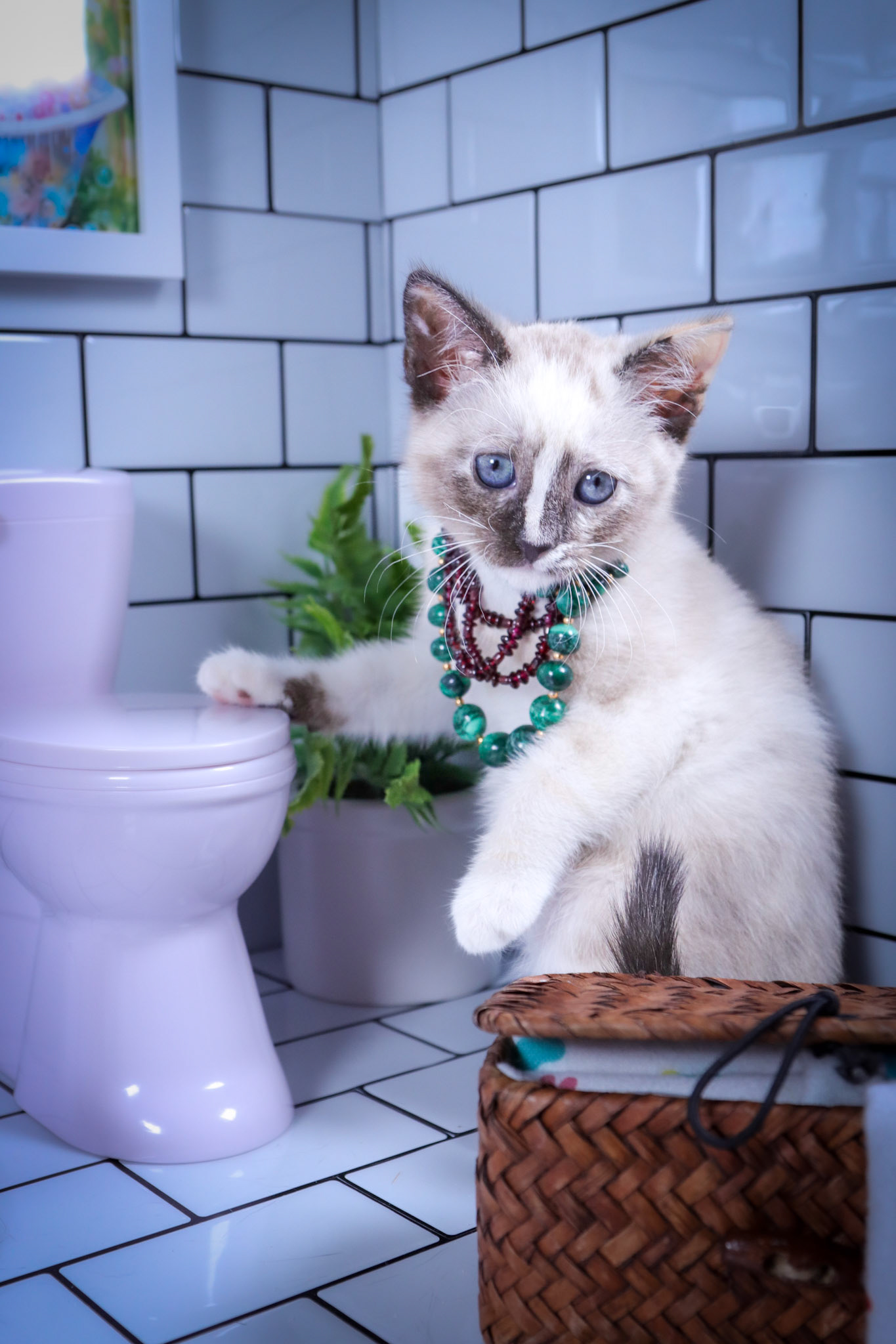 Lana (F-DSH-Tortie Point Siamese)