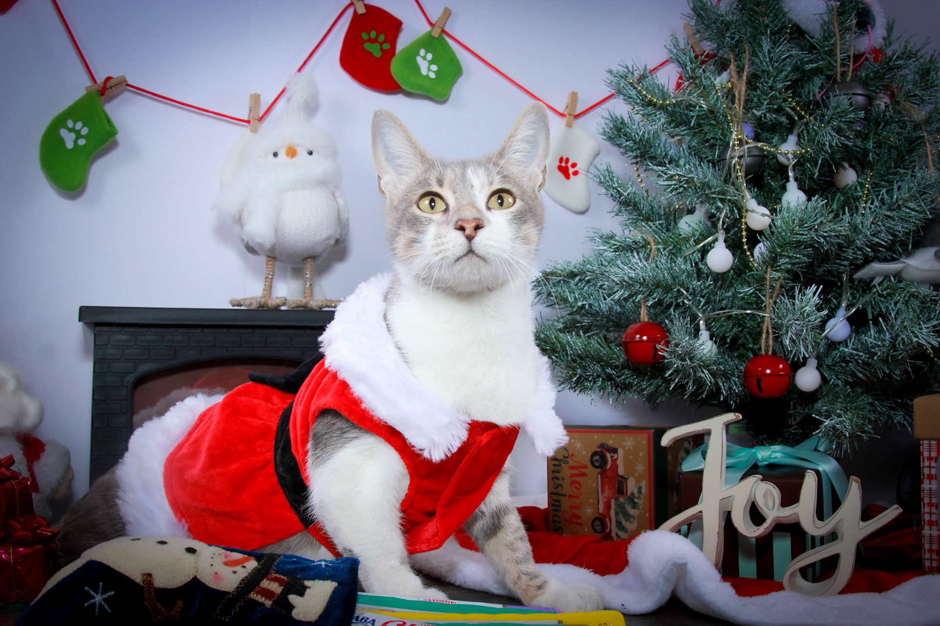 Charlotte (F-DSH-Dilute Calico)