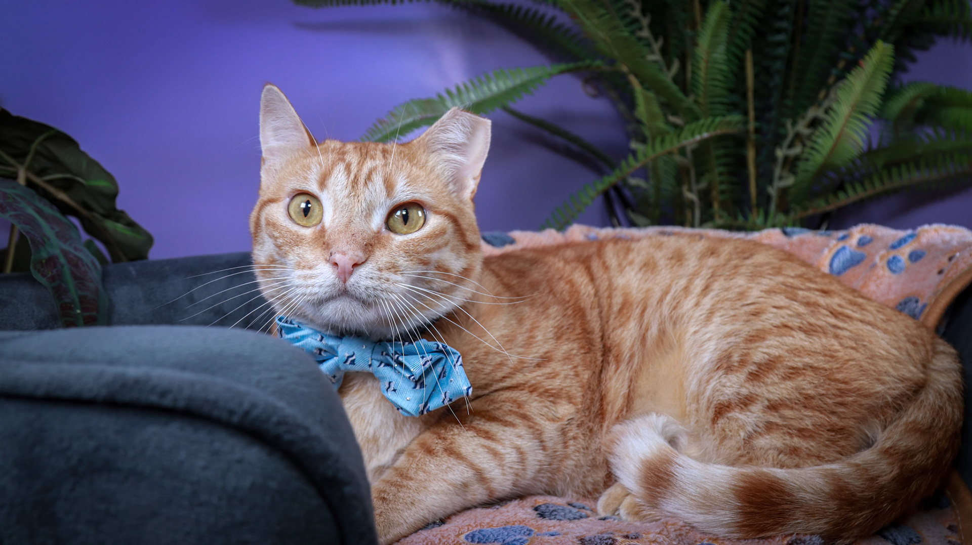 Apollo (M-DSH-Ginger)