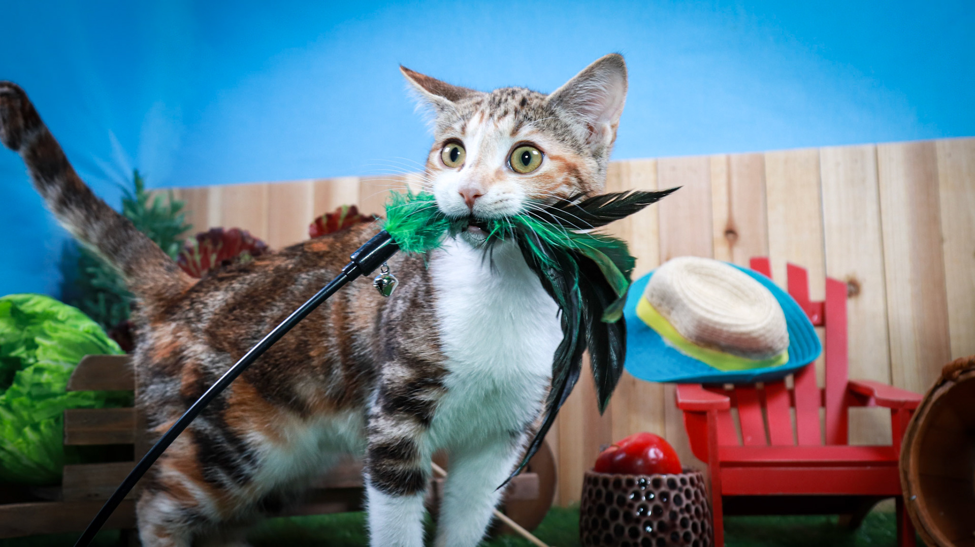 Dottie (F-DSH-Tabbico)