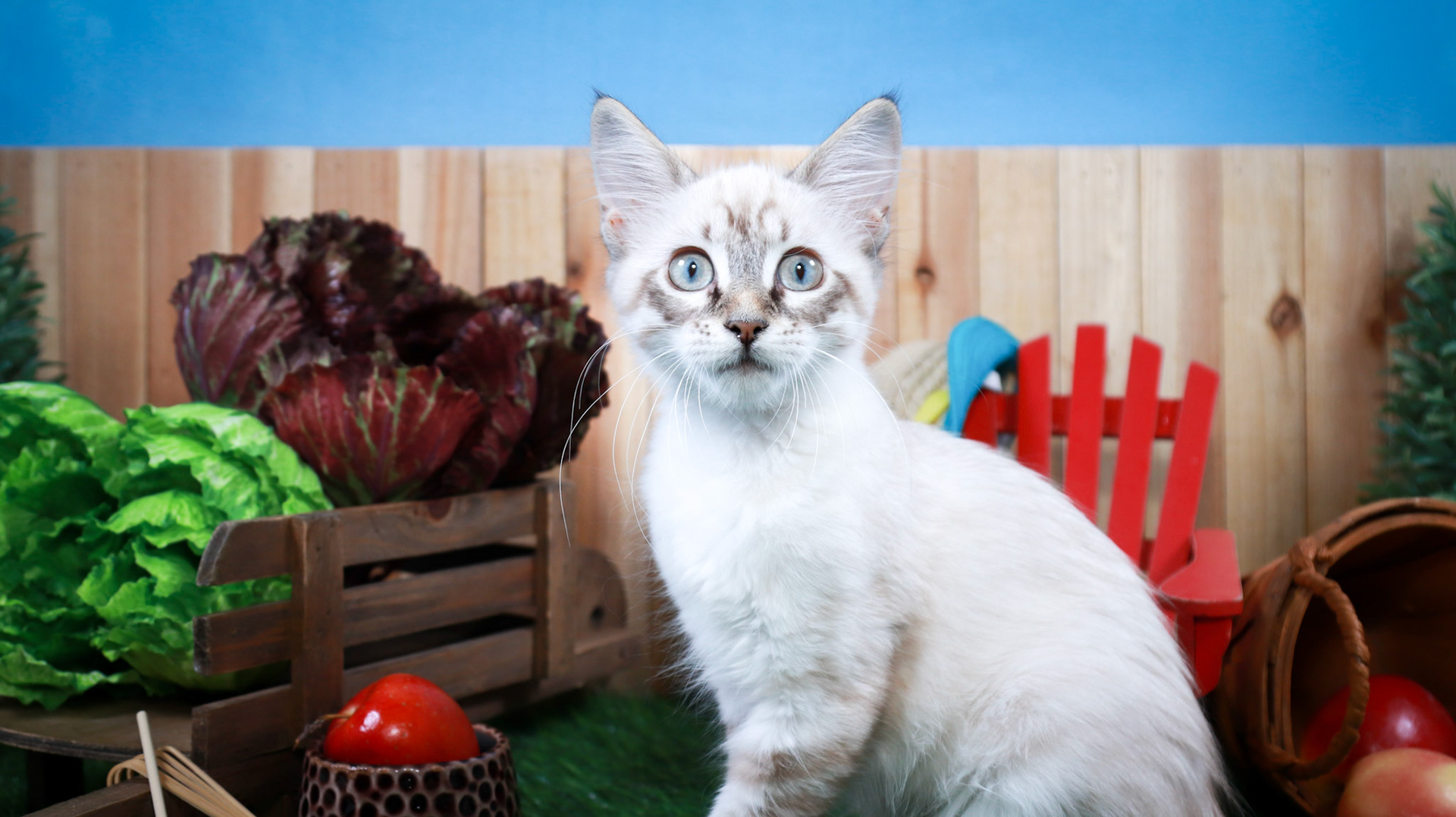 Claira Bow (F-DLH-Linx Point Siamese)