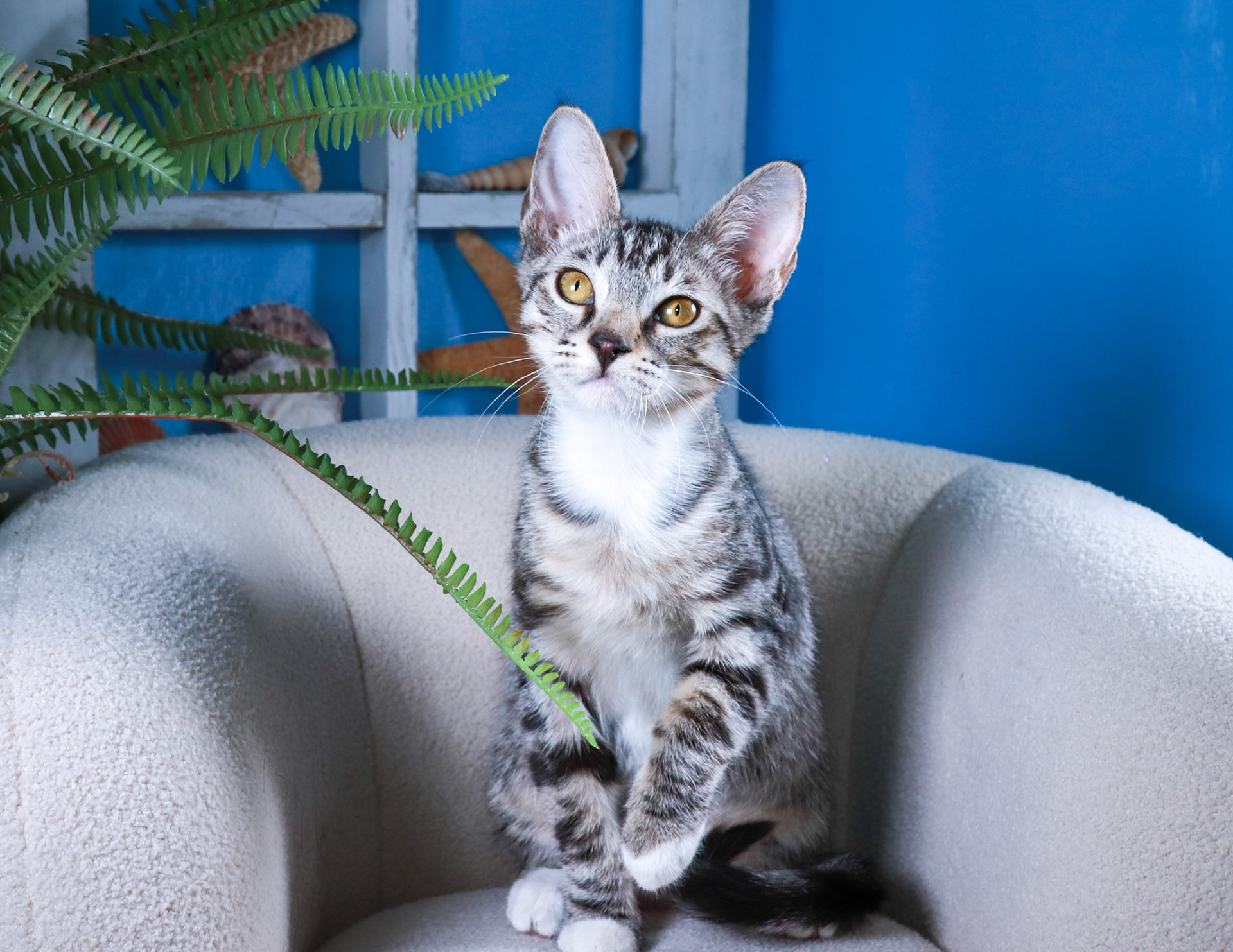 Whitefoot (F-DSH-Tabby/White)