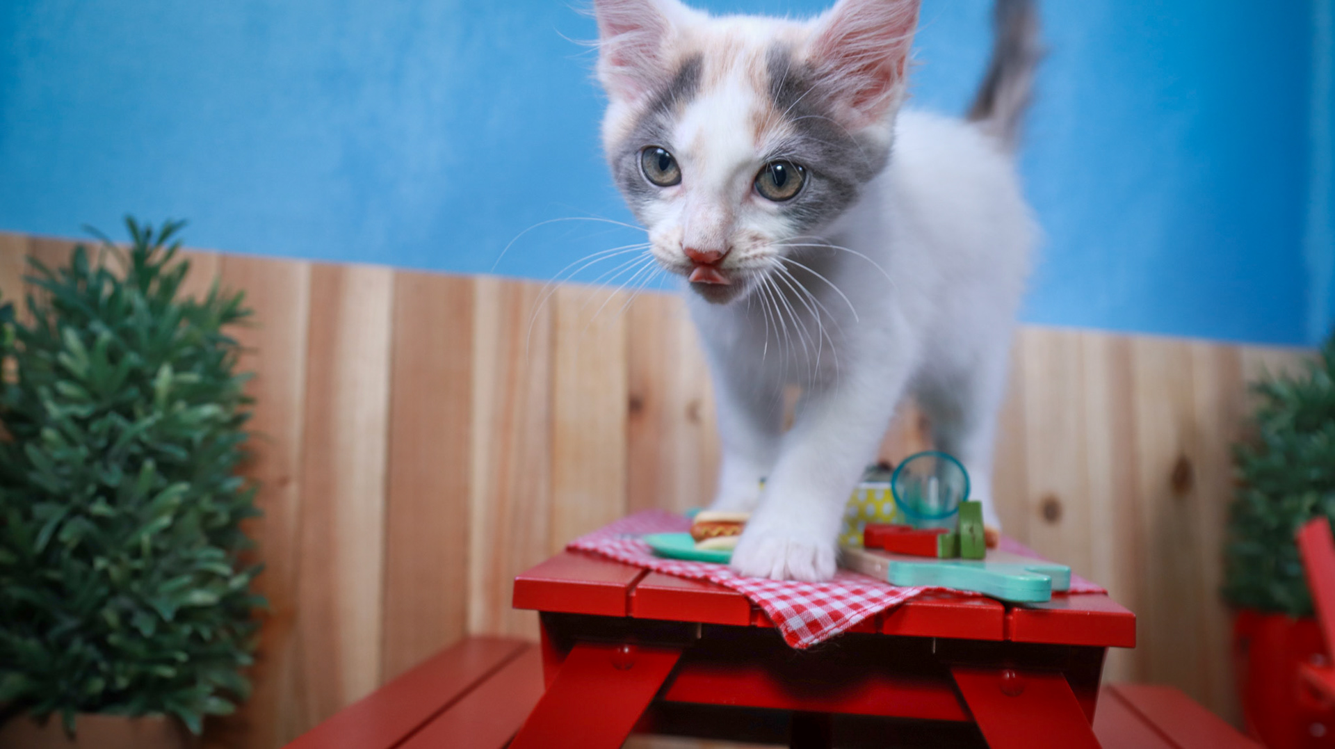 Coconut (F-DSH-Dilute/Calico)