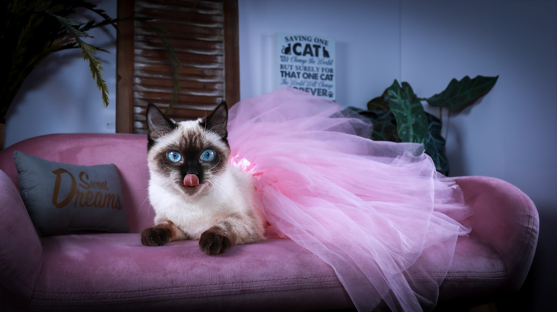 Meci (F-DSH-Seal Point Siamese)