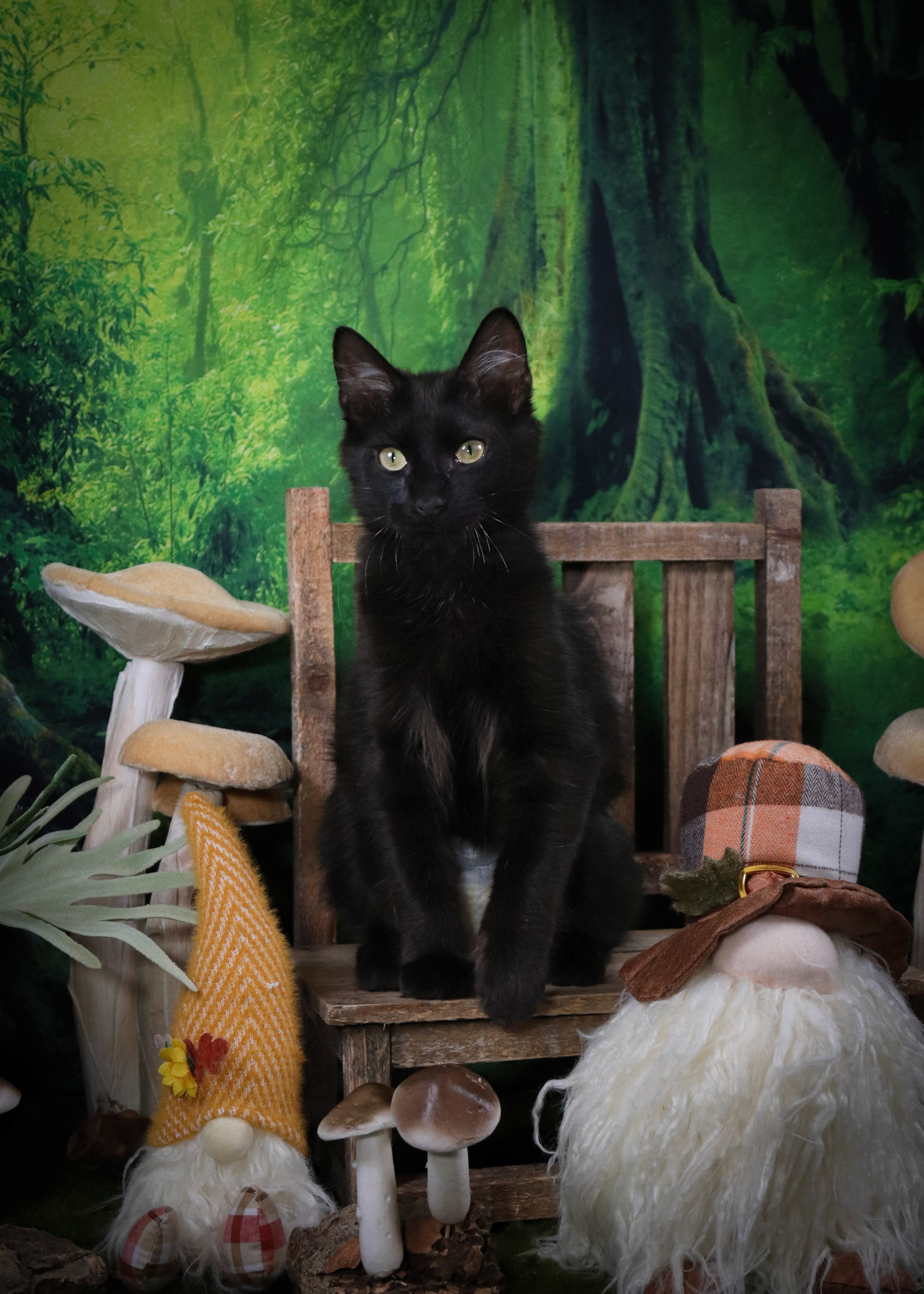 Rafiki (M-DLH-Black/Manx)