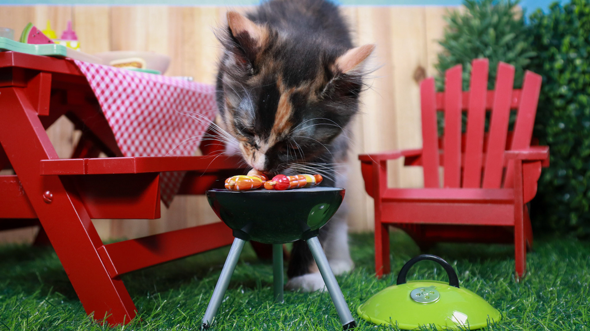 Snickers (F-DMH-Dilute/Calico)