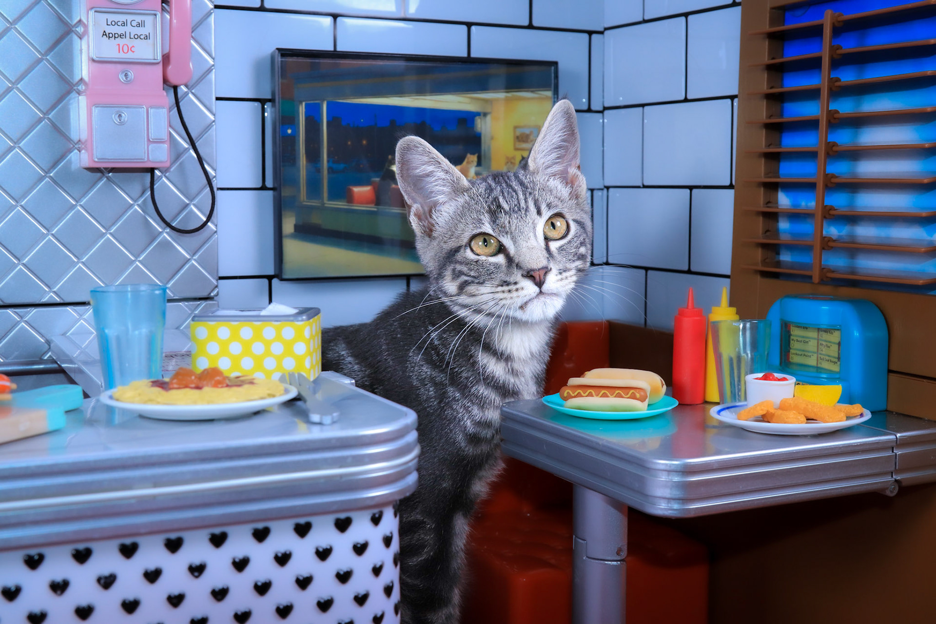 Scorpio (M-DSH-Gray/White/Tabby)