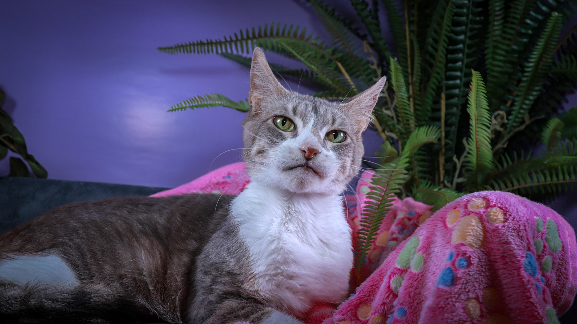 Sandy (F-DSH-Grey/White/Tuxie)