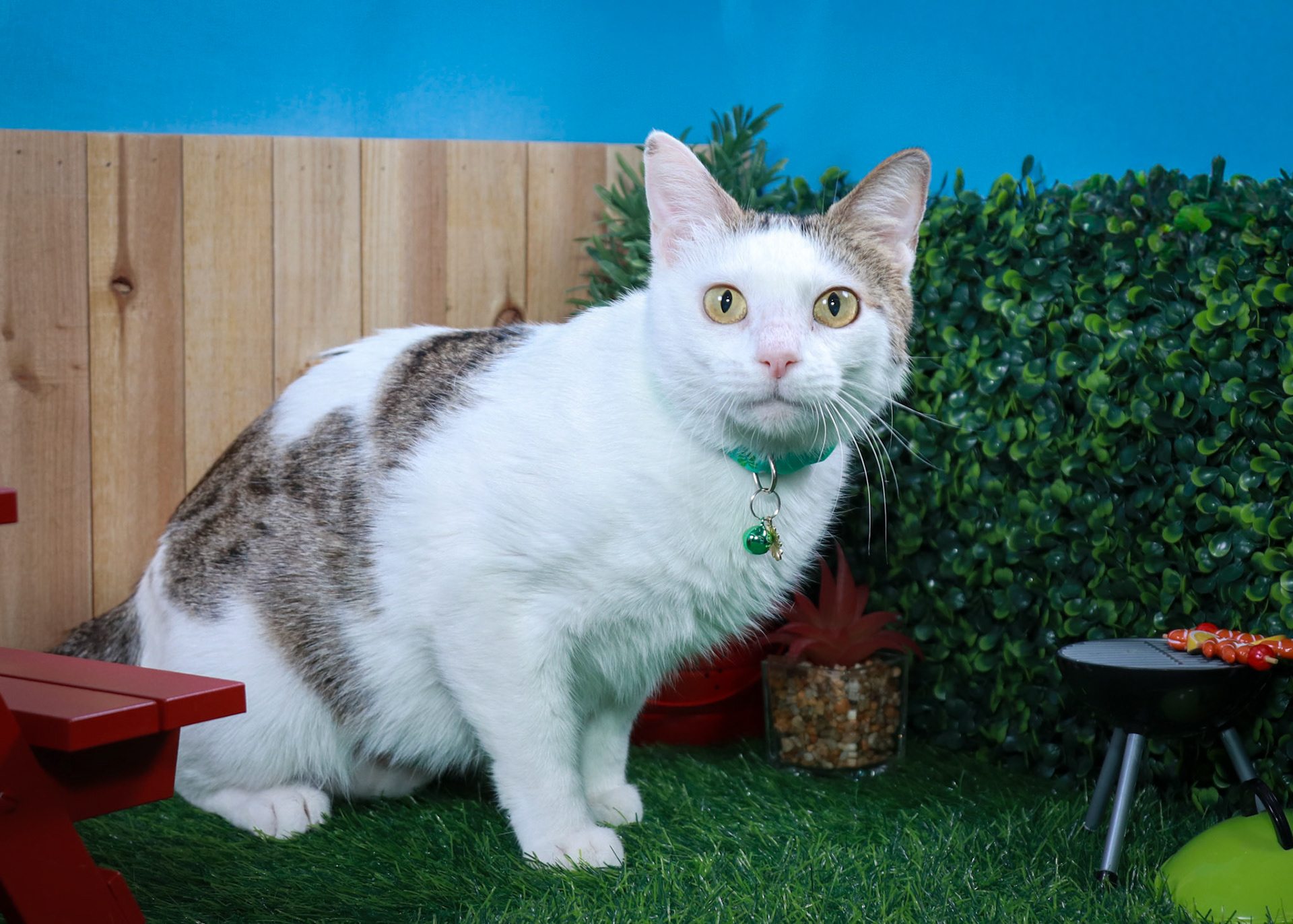 Sweet Pea (F-DSH-Tabby/White)