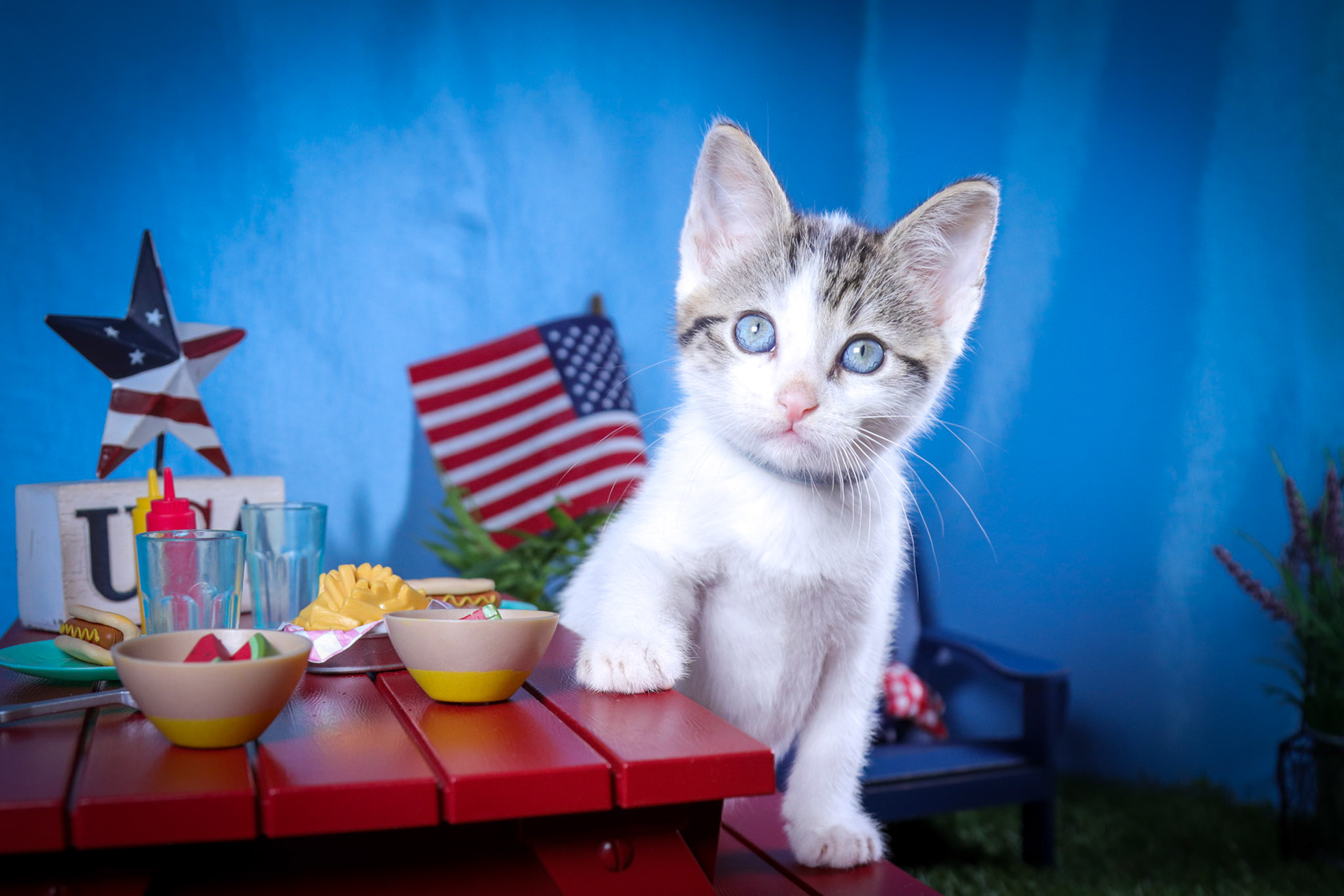 Apollo (M-DSH-Tabby/White)