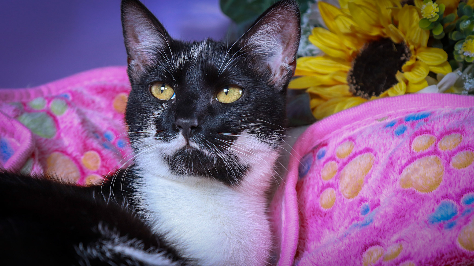 Jujubee (F-DSH-Black/White)